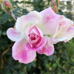 Meet your Posher, Olga